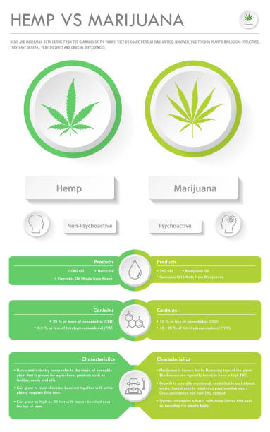 Hemp vs Marijuana vertical business infographic Hemp vs Marijuana vertical business infographic illustration about cannabis as herbal alternative medicine and chemical therapy, healthcare and medical science vector. comparison infographics stock illustrations