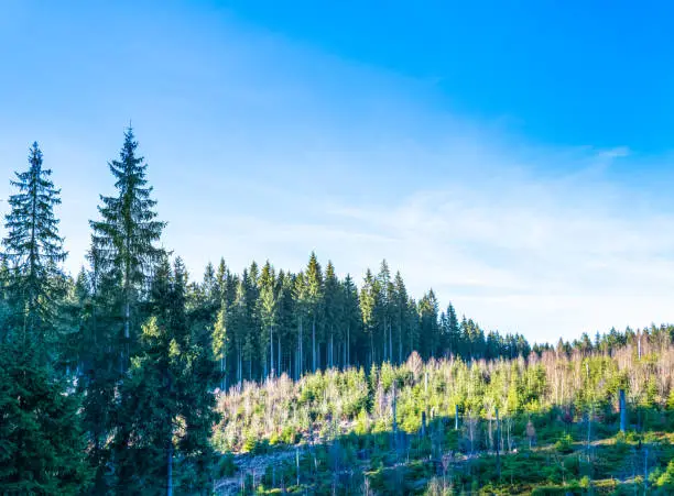 coniferous forest with blue sky in the summer