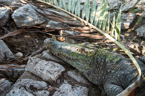 crocodile observant au-dessus de son oeuf - directly above outdoors alligator florida photos et images de collection