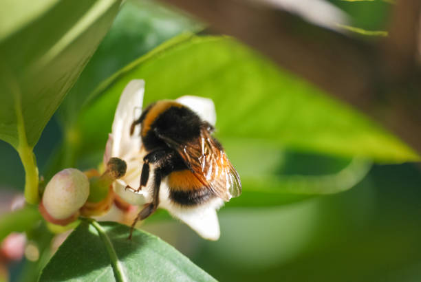 istock Bee Collecting Nectar from flowers in the nature. 1175033631