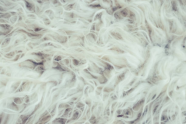 istock White fur winter background. Close up 1175034951