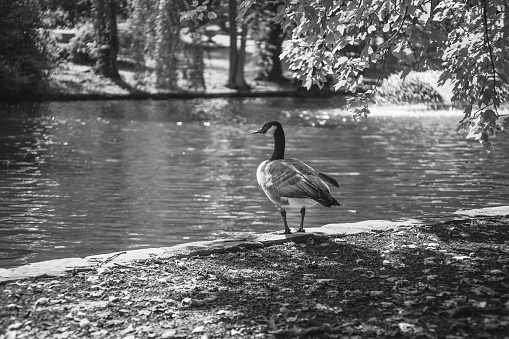 A lone goose ponders his existance at the Lexington Cemetery.
