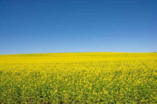 Canola field in Biei Canola field grown in the autumn field of Biei biei town stock pictures, royalty-free photos & images