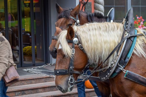 istock Two horse heads with a white mane with a harness 1175035289