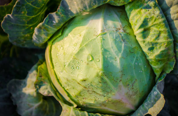 istock Close-up fresh cabbage growing in the garden top view. 1175035292