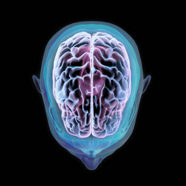 istock Human Brain Cerebrum Highlighted within Head on Black 1175035762