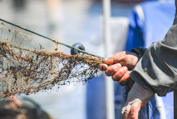 istock Close-Up hands of Fisherman Pulling The Fish Net. 1175035824