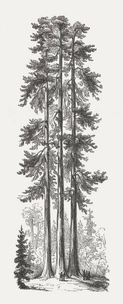 쓰리 그레이스, 요세미티 국립공원, 미국, 목재 조각, 1894년 출판 - three graces stock illustrations