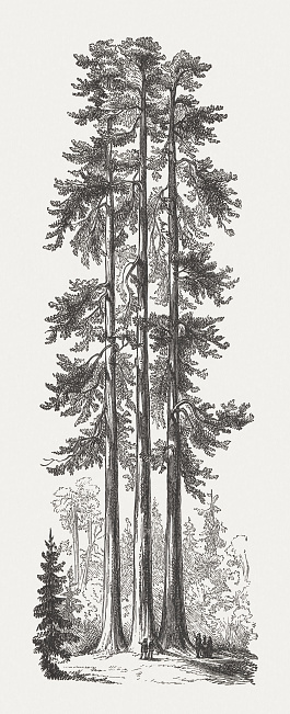 Historical view of The Three Graces in Mariposa Grove of giant redwoods, Yosemite National Park, California, USA. Wood engraving, published in 1894.