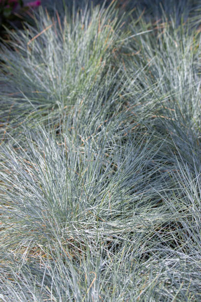 Intense Blue herbaceous plant Poaceae Cereal. Blue-gray fescue, vertical background Intense Blue herbaceous plant Poaceae Cereal. Ornamental grass for garden decoration Blue-gray fescue, vertical background festuca glauca stock pictures, royalty-free photos & images