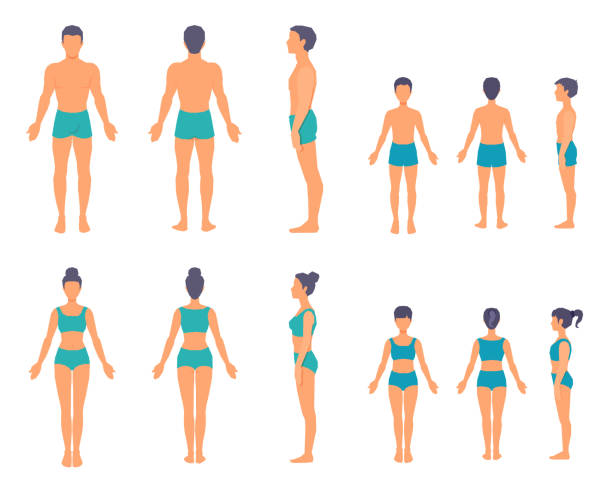 Human body from different sides. Front, back, side view. Full-length people bodies without faces. Family standing still. Vector illustrations set. bathing suit stock illustrations