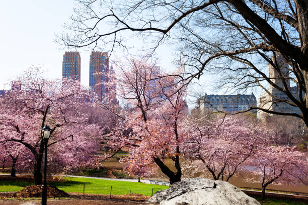 istock Blooming Kwanzan Cherry New York central park 1175040100