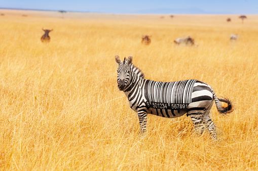 Zebra with black an white bar code printed on the back concept, standing in the field