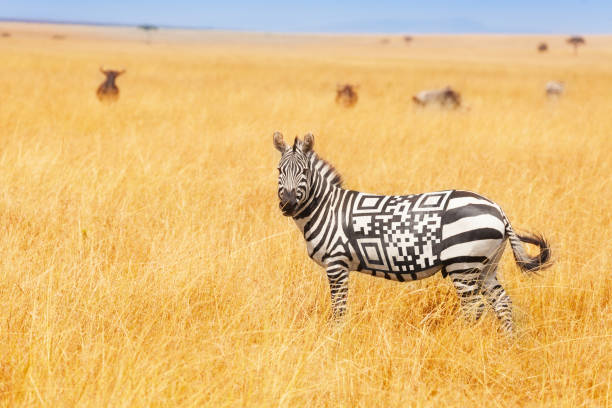 Zebra with QR code on the back concept in field stock photo