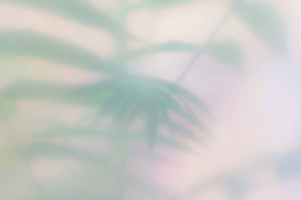 Palm leaves blurred tropical background. Place for text.