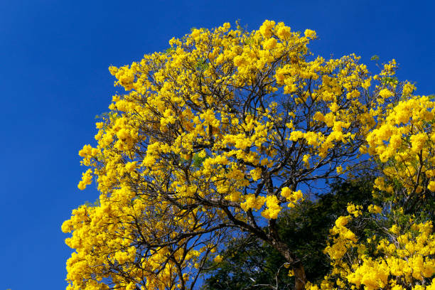 istock Bloom detail yellow ipe with blue sky 1175041596