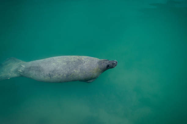 Manatee swimming underwater near Boca Chita Key in Biscayne National Park Manatee swimming underwater near Boca Chita Key in Biscayne National Park brackish water stock pictures, royalty-free photos & images