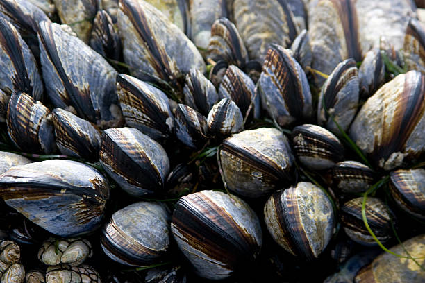 Clams on end stock photo