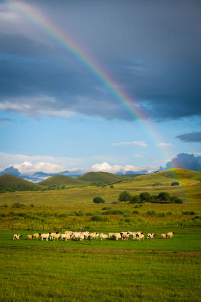 The sheeps that were eating green grass in the meadow. Close-up postcard. The concept of agriculture, business, the world around, farmers.