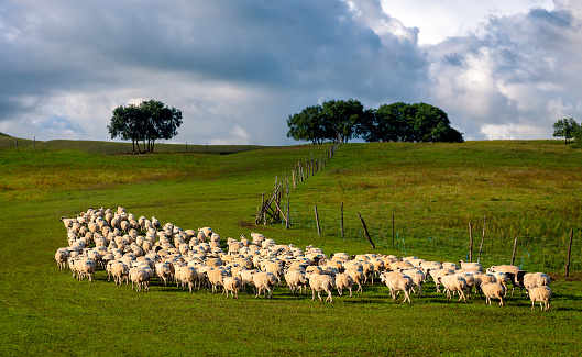 A flock of sheep on the grassland