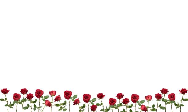 istock Meadow on a white background green grass 1175043674