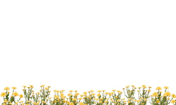 istock Meadow on a white background green grass 1175043712
