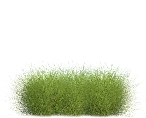 istock Meadow on a white background green grass 1175043825