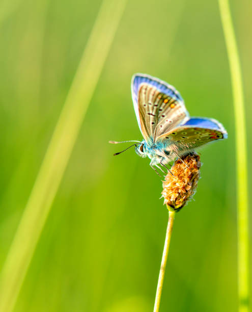 borboleta bonita em uma flor - awe fly flower pollen - fotografias e filmes do acervo