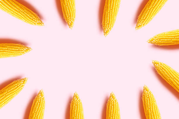 Raw ripe swing corn on a pink background