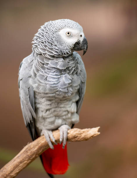 istock African Grey Parrot in green park 1175044777