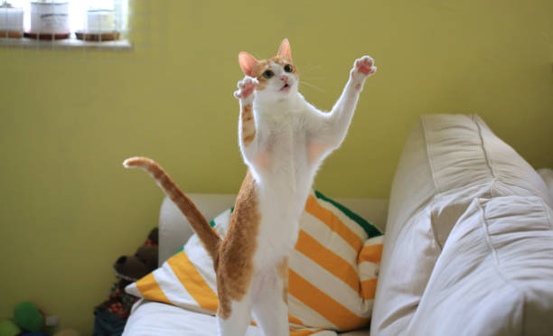 istock Ginger cat is ready to catch the prey or teaser toy 1175045731