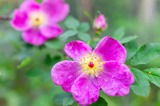 plan rapproché macro de deux fleur de rose vibrante rose rose rose rose rose appelée rosa woodsii dans le sentier de randonnée de lac de snowmass dans le colorado dans le parc national de forêt - 15805 photos et images de collection