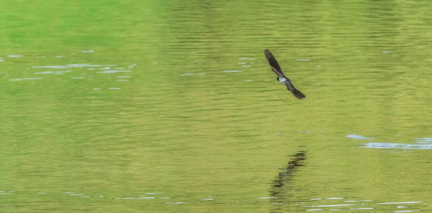 istock Birds over green pond 1175046237