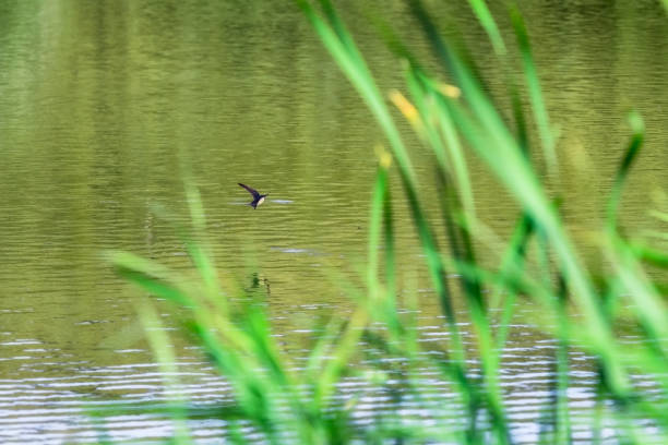istock Bird spotted through brass over green pond 1175046665