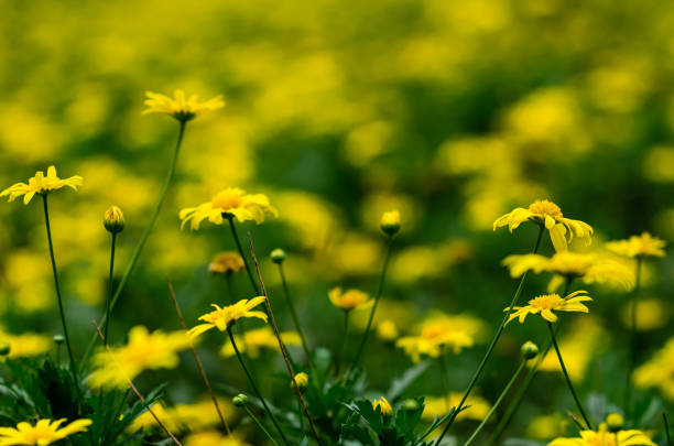 istock Golden daisy bush. 1175047578