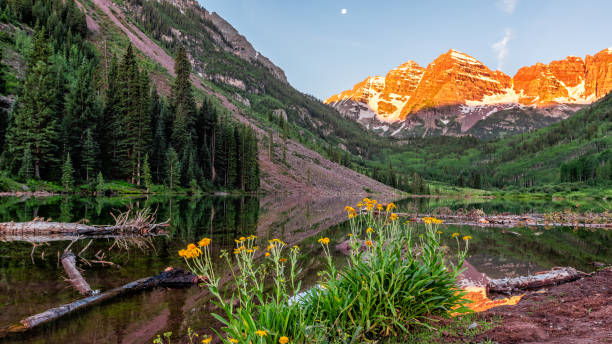Group of yellow daisy flowers wildflowers in panoramic view of Maroon Bells lake orange sunrise in Aspen, Colorado with moon Group of yellow daisy flowers wildflowers in panoramic view of Maroon Bells lake orange sunrise in Aspen, Colorado with moon sneezeweed stock pictures, royalty-free photos & images