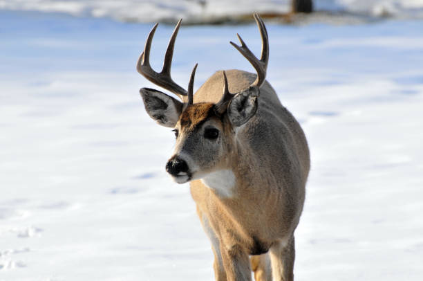 istock Buck deer searching for food. 1175047748