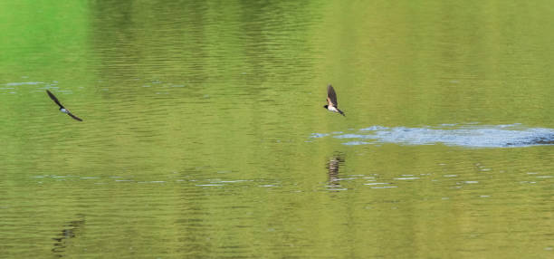 istock Birds over green pond 1175047994
