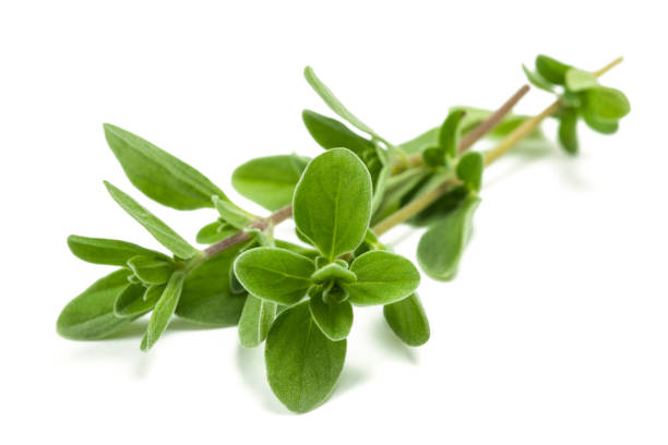 Marjoram Fresh  marjoram  isolated on white background thyme stock pictures, royalty-free photos & images