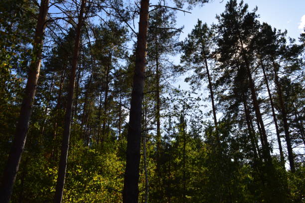 istock Texture of plants and trees in the autumn forest 1175049285
