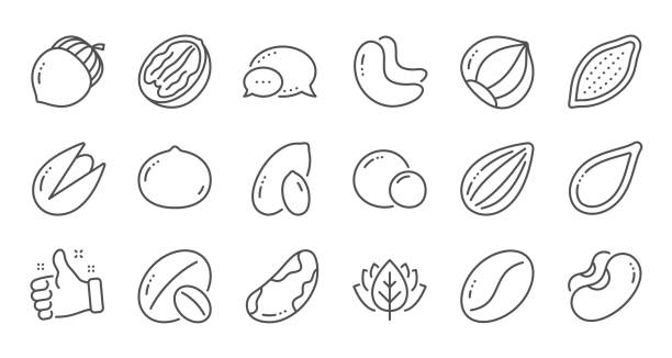 Nuts and seeds line icons. Hazelnut, Almond nut and Peanut. Linear set. Vector Nuts and seeds line icons. Hazelnut, Almond nut and Peanut. Walnut, Brazil nut, Pistachio icons. Cacao and Cashew nuts. Linear set. Quality line set. Vector pecan icon stock illustrations