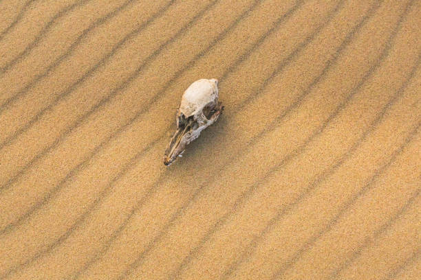 cráneo de animales en la arena, concepto de extinción - animal skull drought animal bone dry fotografías e imágenes de stock