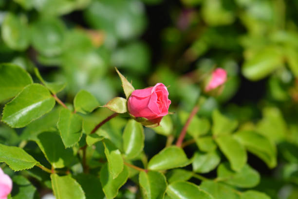 The Four Seasons Rose