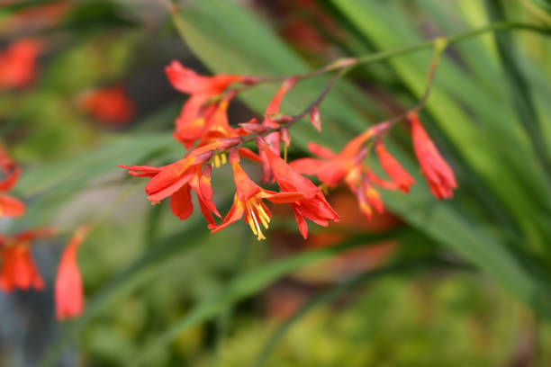 istock Montbretia Carmin Brilliant 1175050935