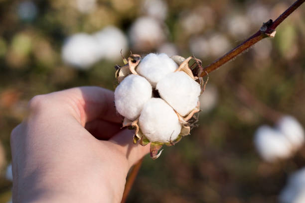 istock Hands picking cotton in organic field 1175050974