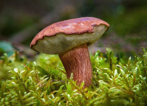 istock Boletus badius mushroom close up 1175051658