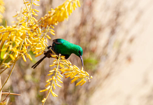 A malachite sunbird (Nectarinia famosa) with a long, curved beak perches on an aloe plant. The iridescent green bird is indigenous to Africa.