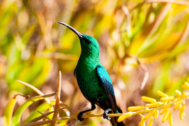 A malachite sunbird (Nectarinia famosa) with a long, curved beak perches on an aloe plant. The iridescent green bird is indigenous to Africa.