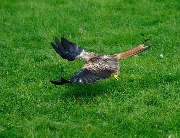 istock Red kite, Milvus milvus 1175052278