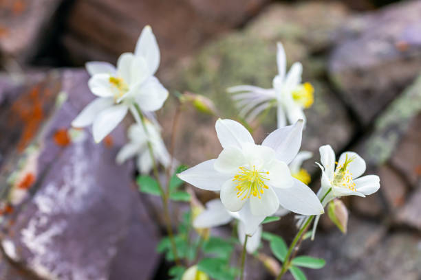 국립 산림 공원에서 콜로라도의 스노우 매스 레이크 하이킹 트레일에서 많은 흰색 컬럼바인 꽃 야생화의 클로즈업 - 15831 뉴스 사진 이미지